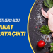 Tavuk eti lüks oldu: Kanat 160 liraya çıktı