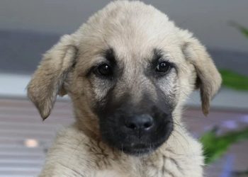 Türkiye Barolar Birliği’nin yeni bekçisi: ‘Proteo’