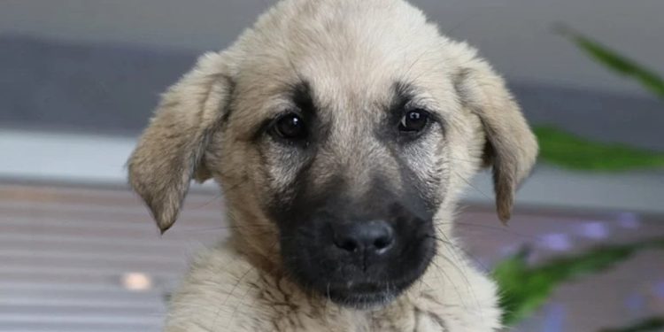 Türkiye Barolar Birliği’nin yeni bekçisi: ‘Proteo’