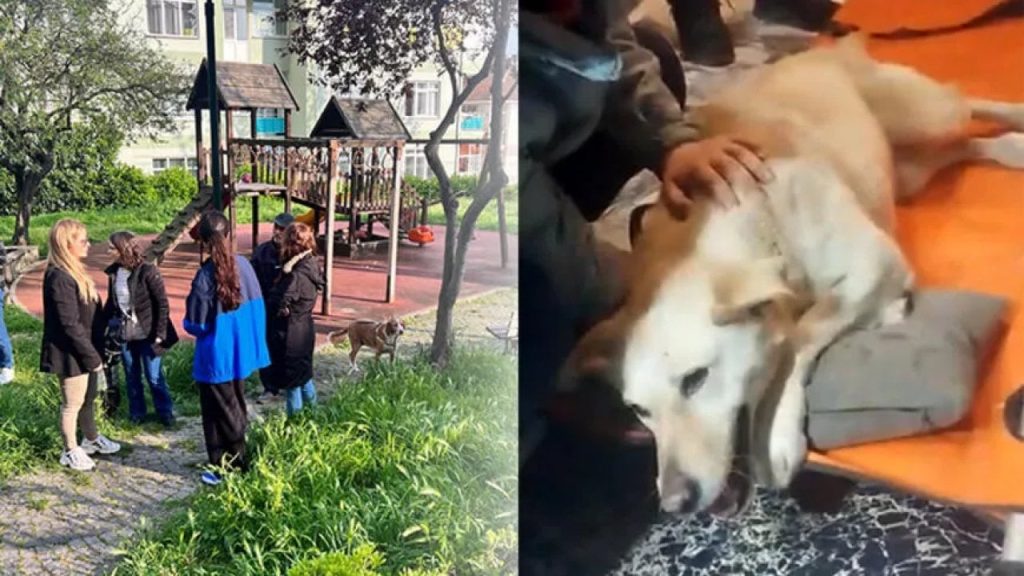 Üsküdar'da sokak köpeğine silahlı saldırı