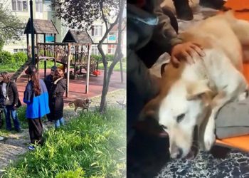 Üsküdar'da sokak köpeğine silahlı saldırı