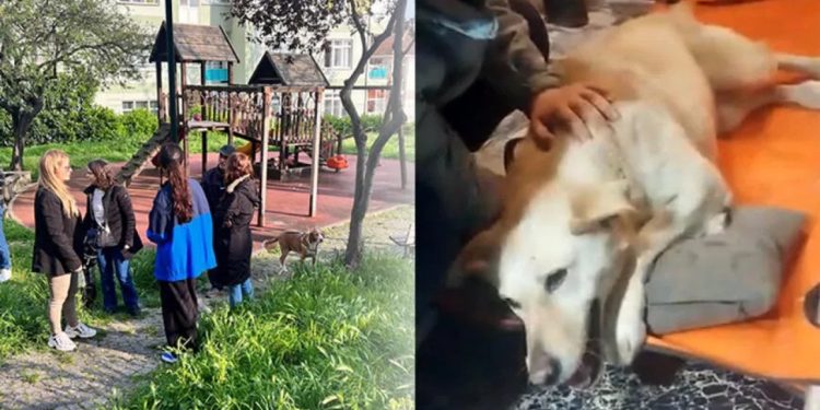 Üsküdar'da sokak köpeğine silahlı saldırı