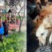Üsküdar'da sokak köpeğine silahlı saldırı
