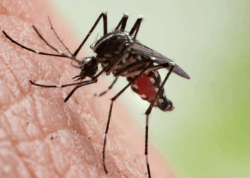 Uzman isim sıtmaya karşı uyardı: Ölüme sebep olabilir