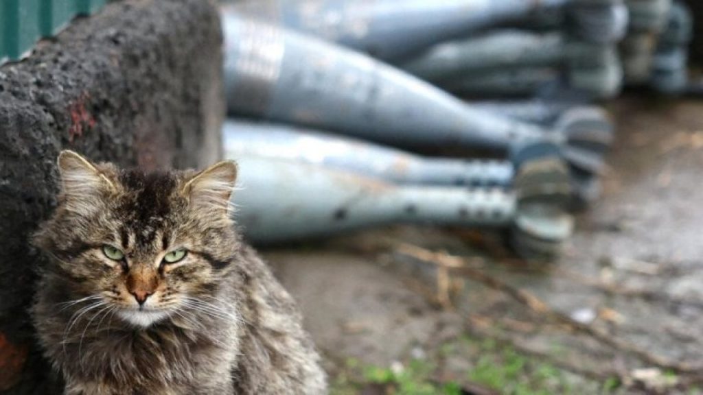 Yeni Zelanda’da çocukların kedi öldürme 'yarışması' iptal edildi