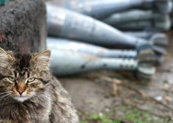 Yeni Zelanda’da çocukların kedi öldürme 'yarışması' iptal edildi