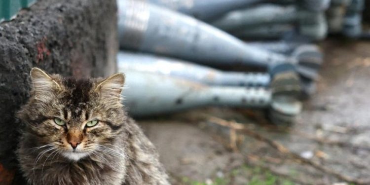 Yeni Zelanda’da çocukların kedi öldürme 'yarışması' iptal edildi