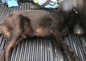 Zehirlenen köpek veterinere götürülürken öldü