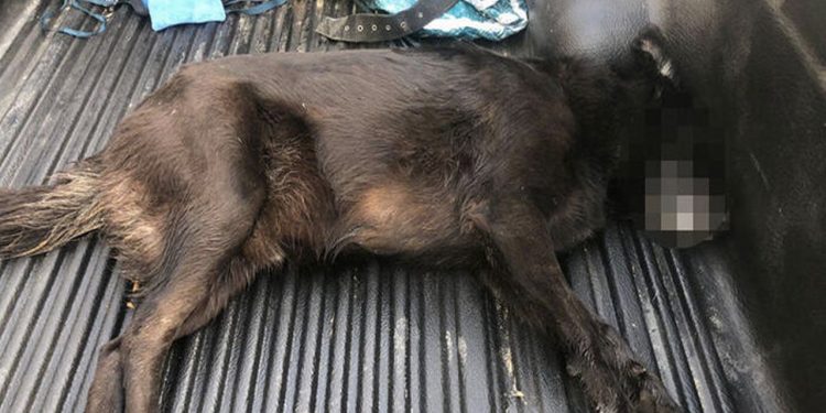 Zehirlenen köpek veterinere götürülürken öldü
