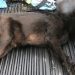 Zehirlenen köpek veterinere götürülürken öldü