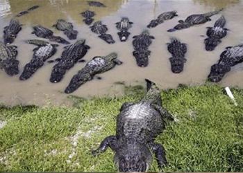 40 timsahın arasına düşüp hayatını kaybetti