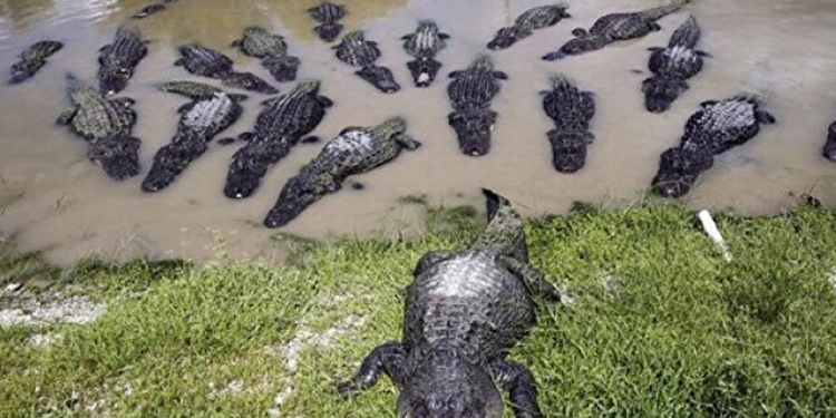 40 timsahın arasına düşüp hayatını kaybetti