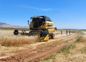 Mêrdîn’de ilk arpa hasadı