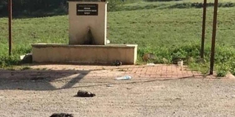 Burdur'da altı yavru köpek ölü bulundu: Soruşturma başlatıldı