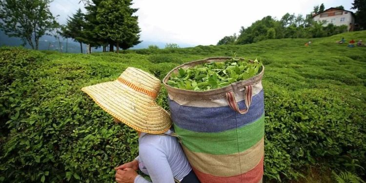 ÇAYSİAD: Çayda yüzde 100 zammın eli kulağında