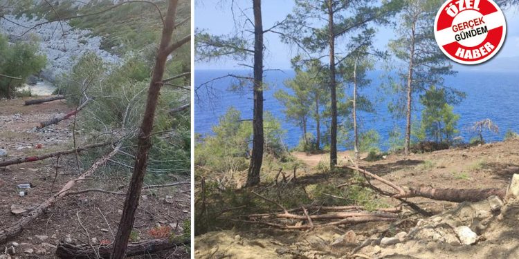 Gerçek Gündem duyurmuştu: Ağaçlar kesilmeye başlandı... ‘Burada yaşayan köylülerin tahliye edileceği, denize girebileceği yer kalmayacak’