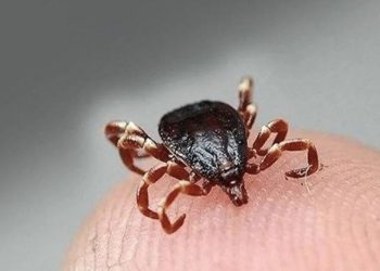 Kenelerden insanlara bulaşan hastalık Lyme: Semptomların belirsizliği teşhisi zorlaştırıyor