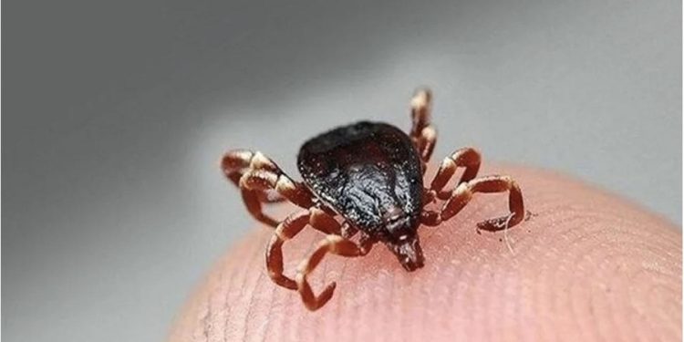 Kenelerden insanlara bulaşan hastalık Lyme: Semptomların belirsizliği teşhisi zorlaştırıyor