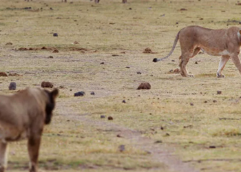 Kenya’da 6 aslan ölü bulundu