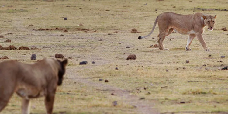 Kenya’da 6 aslan ölü bulundu