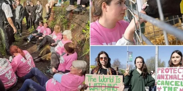 Kral Charles'ın malikanesine zorla girip kuzularını çaldılar!