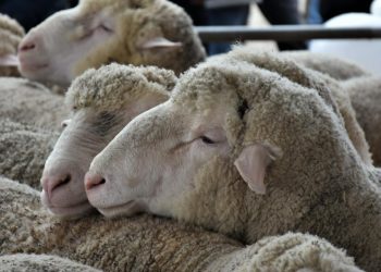 Kurban Bayramı için hazırlıklar başladı: İşte 2023 kurban kesim bedeli