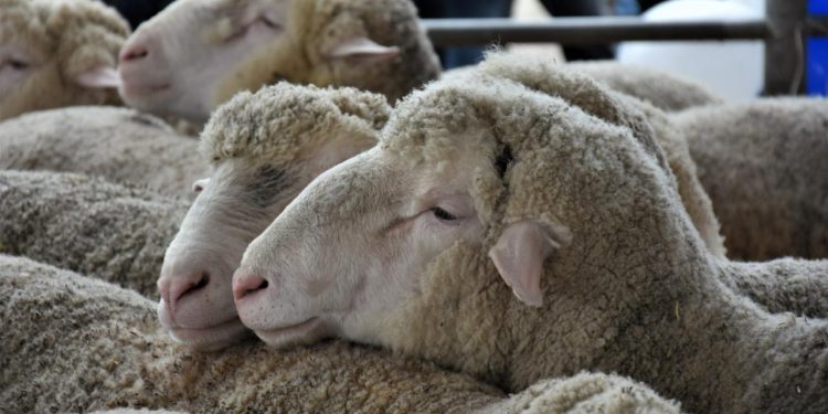 Kurban Bayramı için hazırlıklar başladı: İşte 2023 kurban kesim bedeli