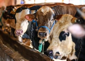 Kurbanlık fiyatlarına yüzde 150 zam: Kilosu 65 TL'den 165 TL'ye fırladı