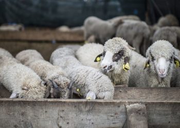 Kurbanlıklar cep yakacak: Fiyatları neredeyse 3 katına çıktı!