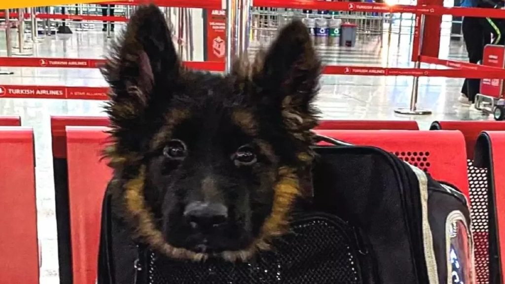 Meksika'nın kurtarma köpeği Proteo ölmüştü: Türkiye, Meksika'ya yavru köpek gönderdi