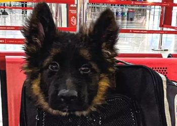 Meksika'nın kurtarma köpeği Proteo ölmüştü: Türkiye, Meksika'ya yavru köpek gönderdi