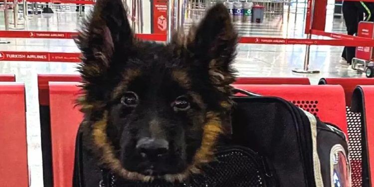 Meksika'nın kurtarma köpeği Proteo ölmüştü: Türkiye, Meksika'ya yavru köpek gönderdi