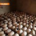 “Nefret Radyosu” RTLM ve Ruanda Soykırımı – 2