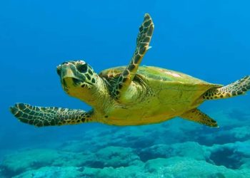 Panama'da deniz kaplumbağalarına yasal haklar verildi