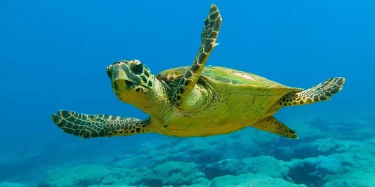 Panama'da deniz kaplumbağalarına yasal haklar verildi