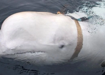 'Rusya’nın casus balinası' kıyı kıyı geziyor