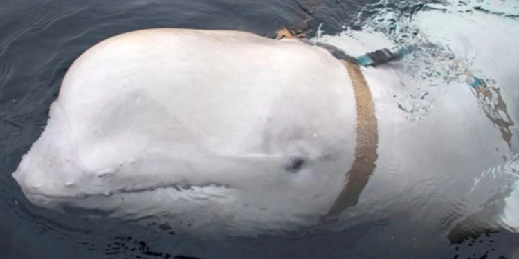 'Rusya’nın casus balinası' kıyı kıyı geziyor