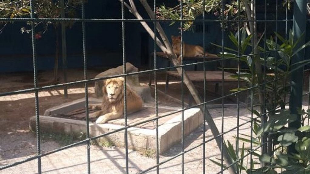 Selfie için kafese giren aileye aslan saldırdı: Dört yaşındaki çocuk yaralandı