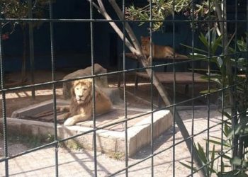 Selfie için kafese giren aileye aslan saldırdı: Dört yaşındaki çocuk yaralandı