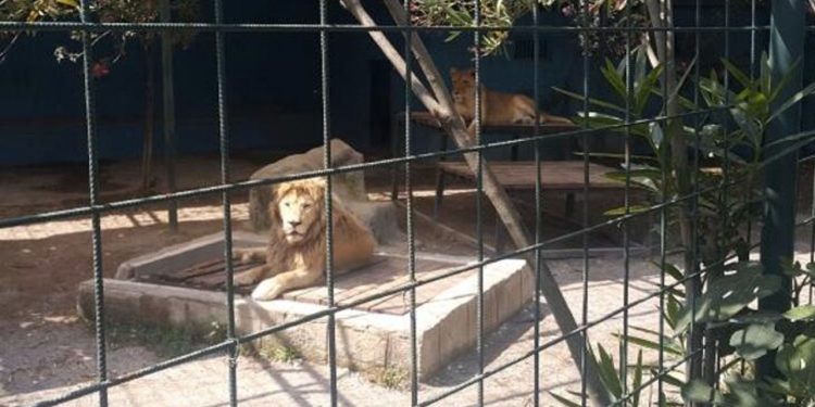 Selfie için kafese giren aileye aslan saldırdı: Dört yaşındaki çocuk yaralandı