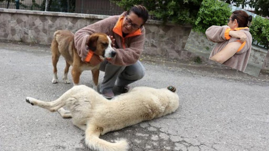 Sokak hayvanlarını korurken saldırıya uğradı