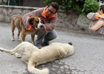 Sokak hayvanlarını korurken saldırıya uğradı