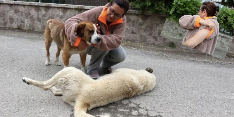 Sokak hayvanlarını korurken saldırıya uğradı