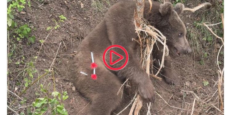 Trabzon'da mahalleye inen bozayı tellere takıldı, ekipler kurtarıp doğaya bıraktı