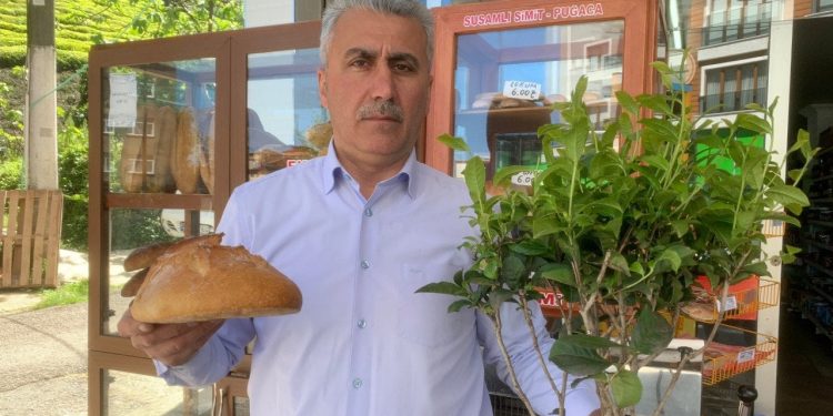 Üreticilerden alım fiyatına tepki: '1 kilo yaş çay, iki ekmek etmiyor'