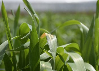 Uzmanından uyarı: Tahıldaki 'sarı pas' hastalığı verimi düşürebilir