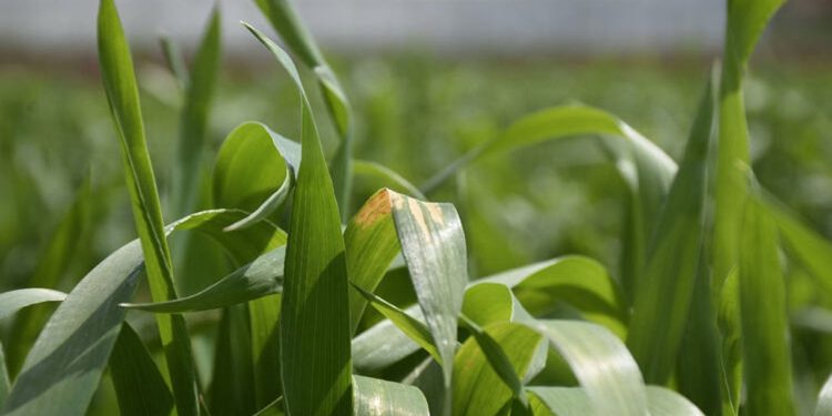 Uzmanından uyarı: Tahıldaki 'sarı pas' hastalığı verimi düşürebilir