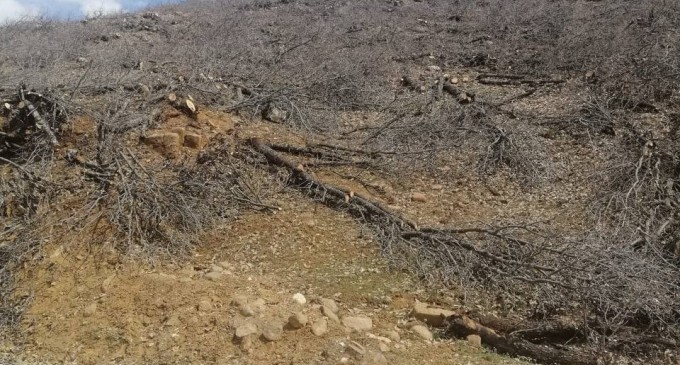 ‘Geliyê Godernê’deki ağaçlar hangi gerekçeyle kesiliyor?’