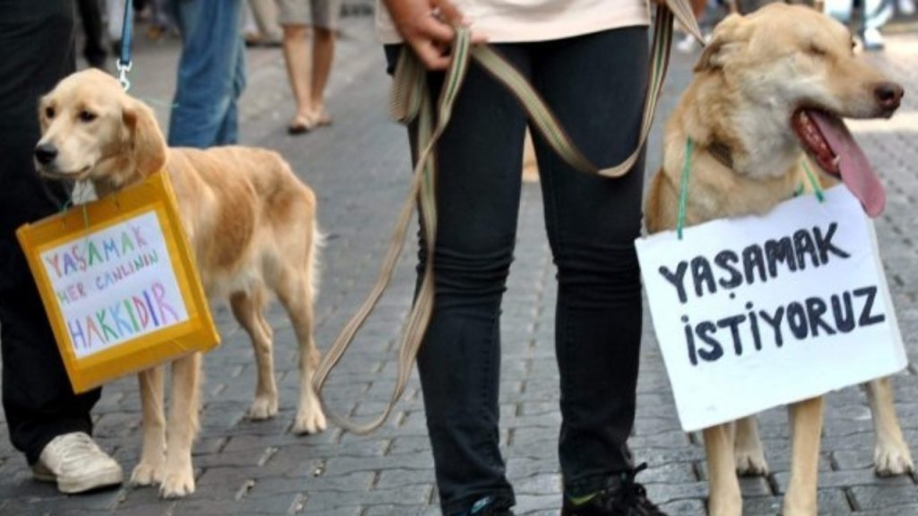 17 köpek ağaca asılı bulunmuştu: Belediyeden açıklama geldi