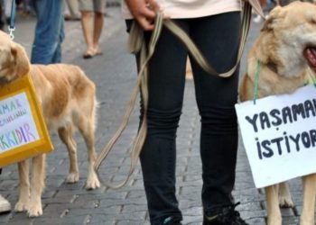 17 köpek ağaca asılı bulunmuştu: Belediyeden açıklama geldi